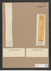 Synedra capitata Ehr. (de-Toni-Nr.: Genus 66, Species 2603) Zeichnungen Sammlung Grunow Nr. 5310 (NHMW-BOT-W0373708)